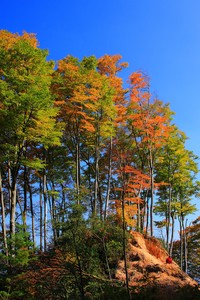 曼城遭遇阿贾克斯，晋级欧冠四强